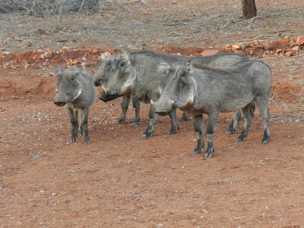 Genet House Holiday Home Marloth Park Luaran gambar