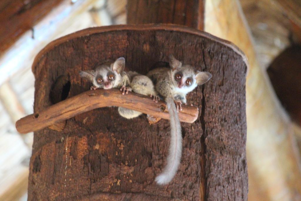 Genet House Holiday Home Marloth Park Luaran gambar
